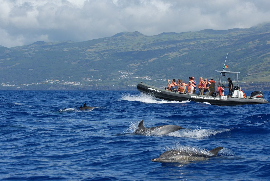 Nager avec les dauphins Açores Activités
